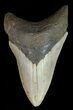 Megalodon Tooth - North Carolina #67285-1
